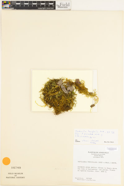 Cryptopapillaria penicillata image