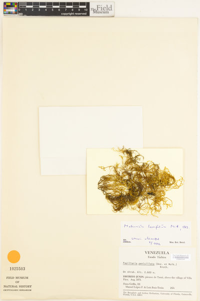 Cryptopapillaria penicillata image