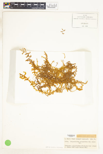 Scorpidium scorpioides image