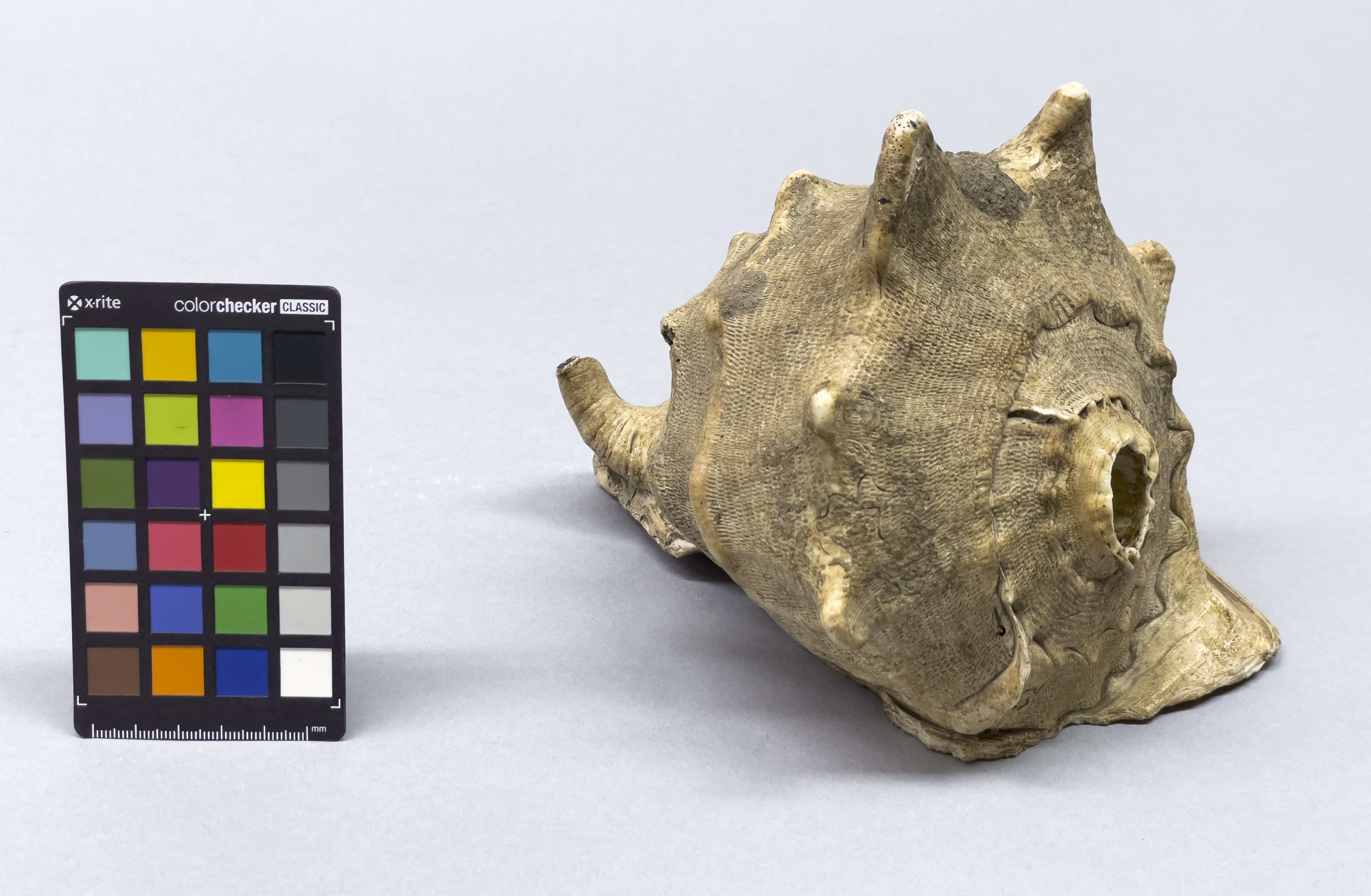 overall view (c) Field Museum of Natural History - CC BY-NC 4.0