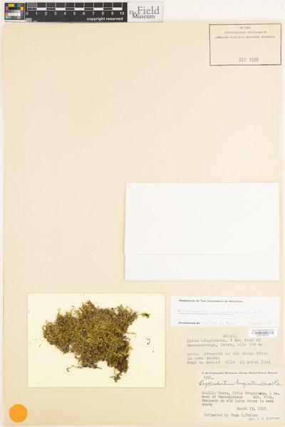 Erythrodontium longisetum image