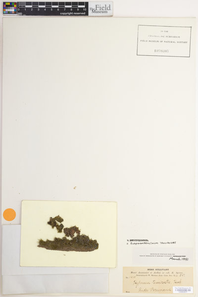 Sematophyllum uncinatum image