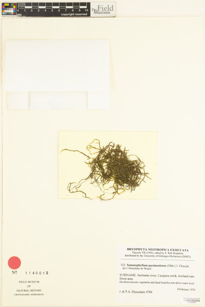 Sematophyllum pacimoniense image