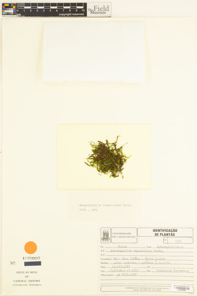 Sematophyllum subdepressum image