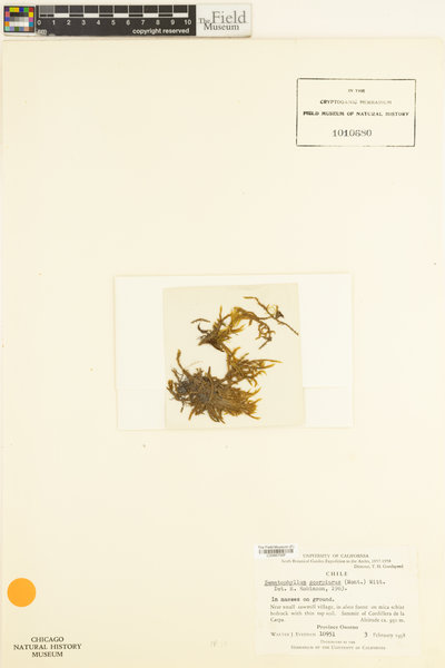Sematophyllum scorpiurus image
