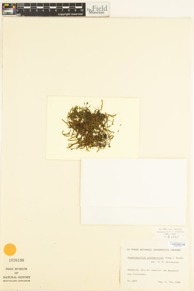 Sematophyllum subdepressum image