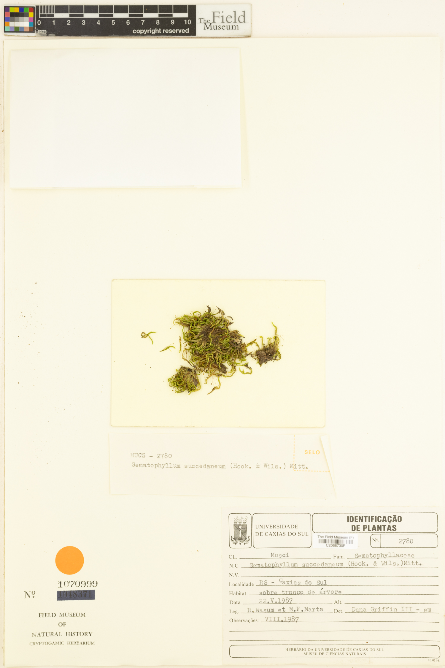 Sematophyllum succedaneum image