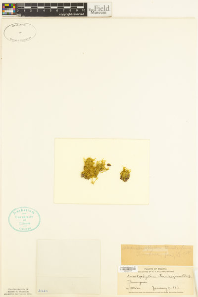 Sematophyllum tenuicarpum image