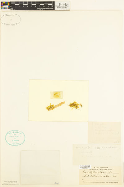Aptychopsis estrellae image