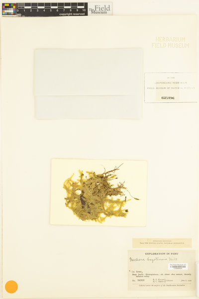 Alleniella scabridens image