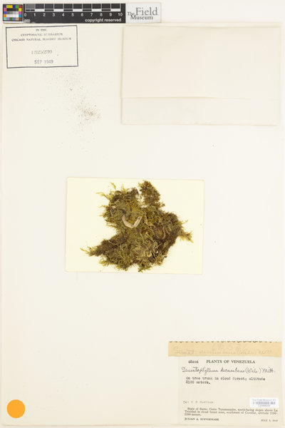 Sematophyllum decumbens image