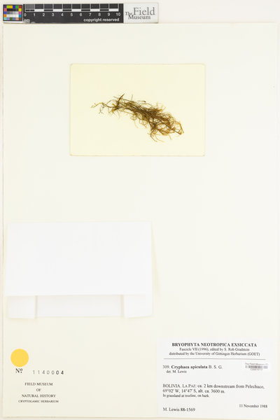 Cryphaea apiculata image