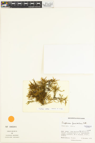 Cryphaea ramosa image