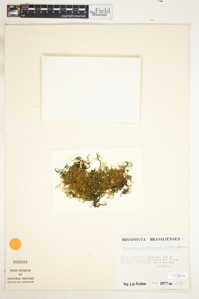 Pterogoniadelphus assimilis image