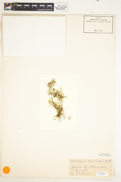 Orthostichopsis tenuis image