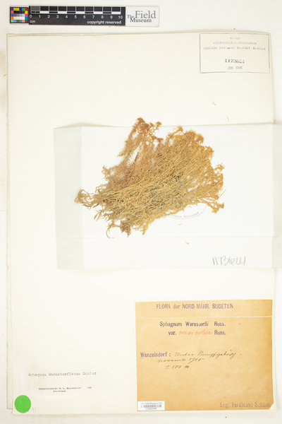 Sphagnum warnstorfii var. versicolor image