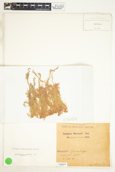 Sphagnum warnstorfii var. purpurascens image