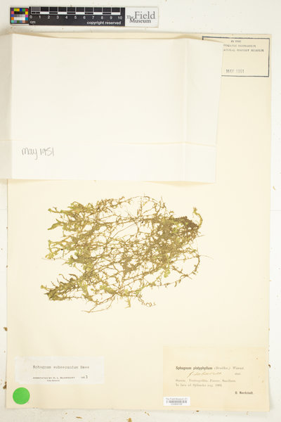 Sphagnum platyphyllum image