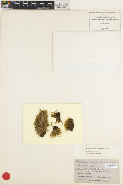 Hedwigia ciliata var. leucophaea image