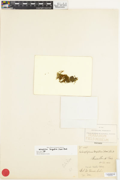 Helicophyllum torquatum image