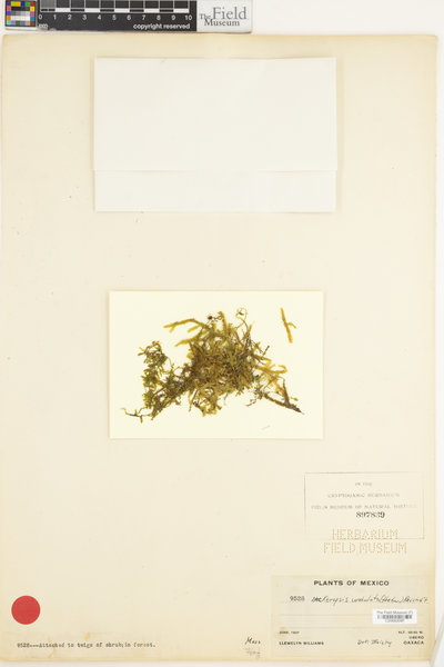 Neckeropsis undulata image