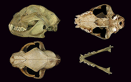 Cheetah skulls