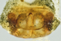 Disembolus galeatus female epigynum