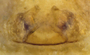 Erigone albescens female epigynum