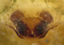Eulaira simplex female epigynum