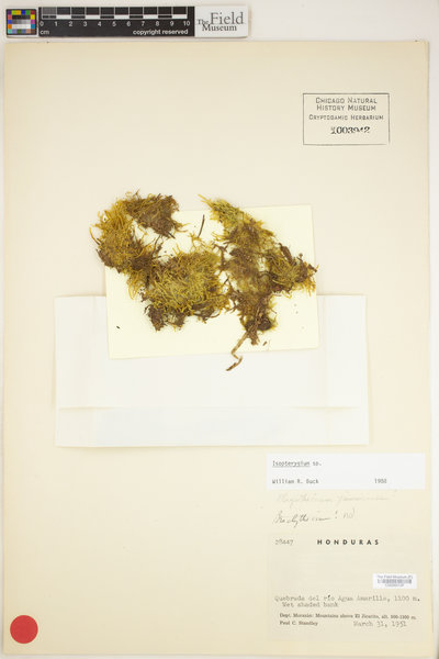Syringothecium sprucei image