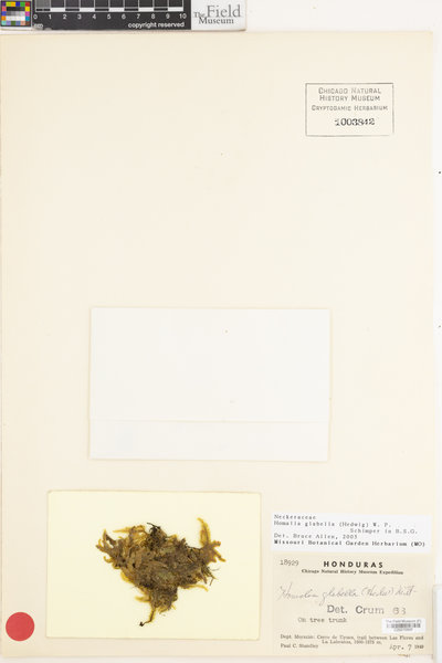 Thamnomalia glabella image