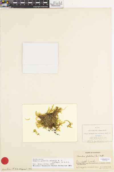 Thamnomalia glabella image