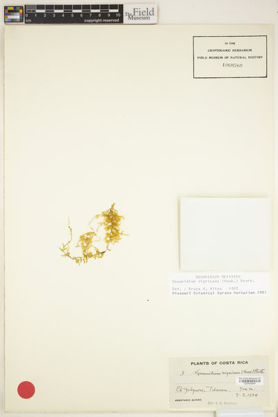 Squamidium nigricans image