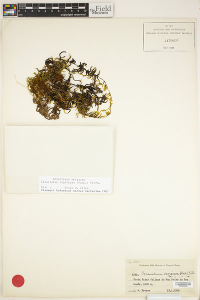 Squamidium nigricans image