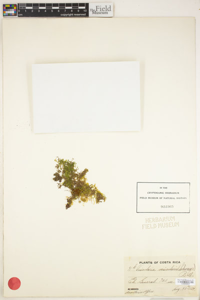 Vesicularia vesicularis image