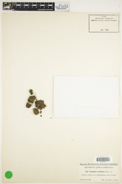 Fissidens taxifolius image
