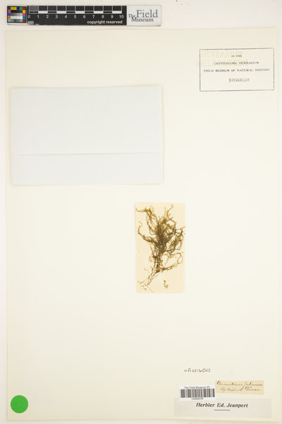 Fissidens fontanus image
