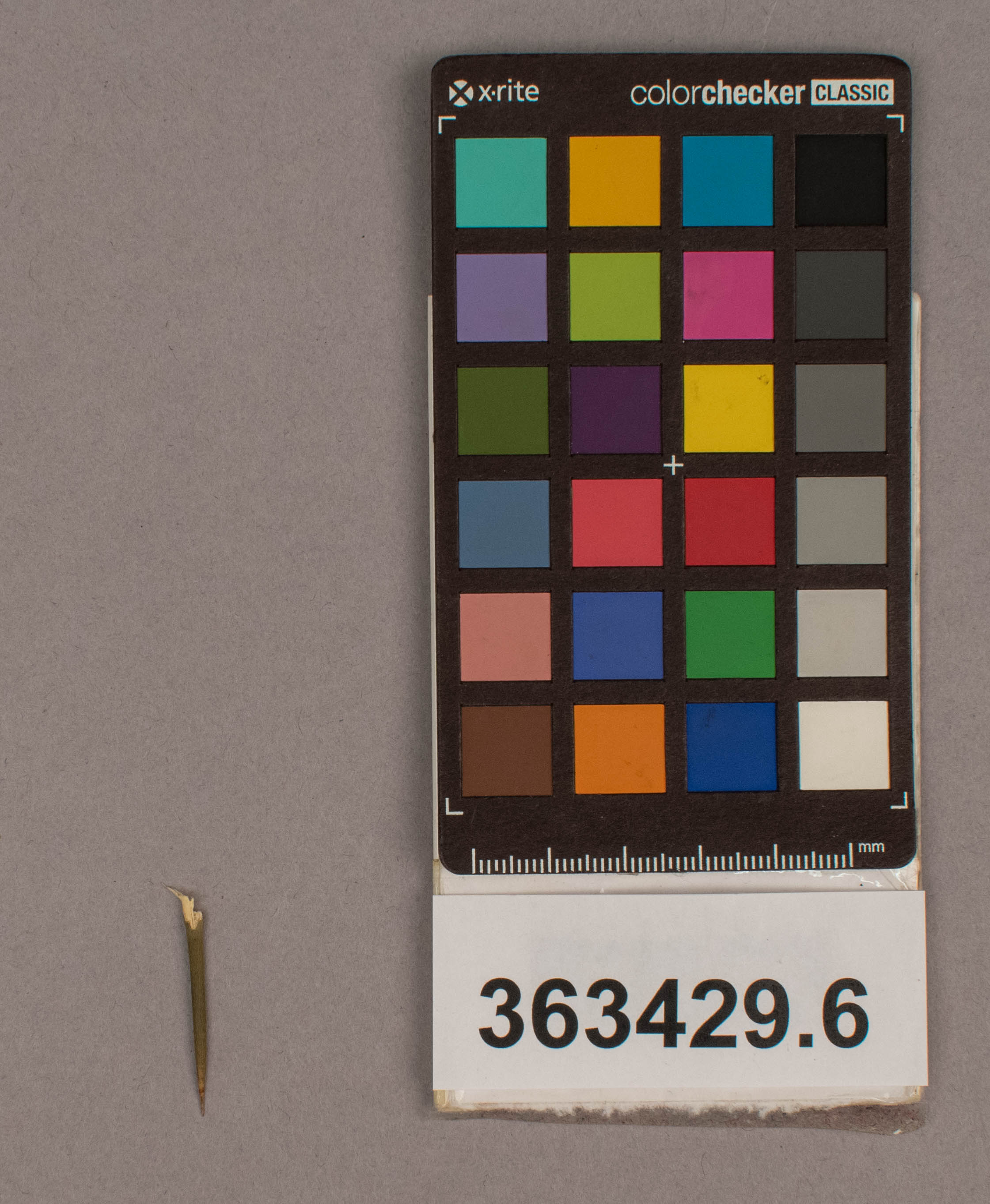 reference image, overall (c) Field Museum of Natural History - CC BY-NC 4.0