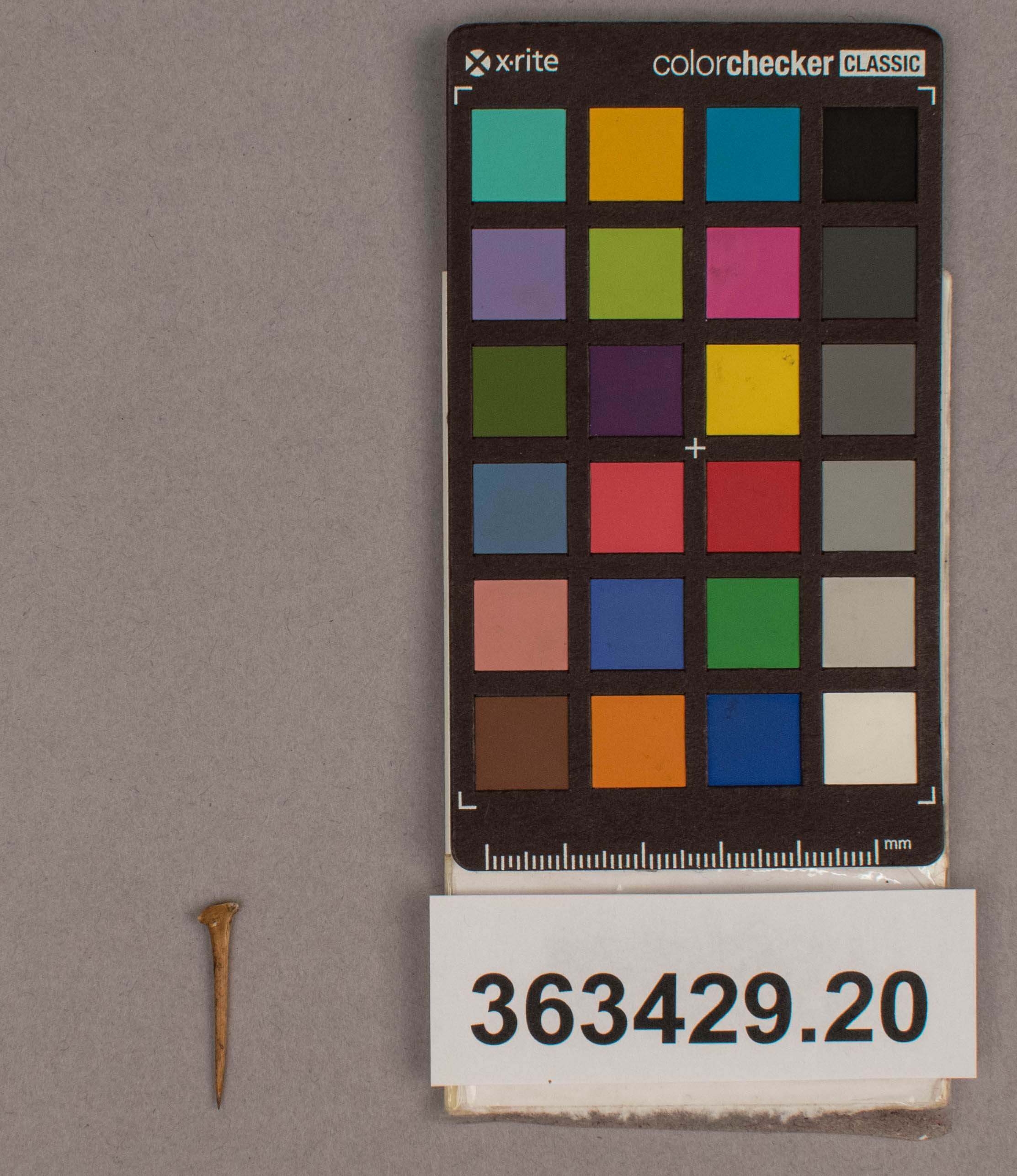 reference image, overall (c) Field Museum of Natural History - CC BY-NC 4.0