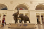 Carl Akeley’s Fighting African Elephants on display inside Stanley Field Hall. These animals, collected and mounted by noted taxidermist Carl Akeley, were first exhibited in the central rotunda of the Field Museum’s former home in Jackson Park. In 1920 both elephants were transported by train to the new Field Museum building and installed in Stanley Field Hall, where they remain to this day.