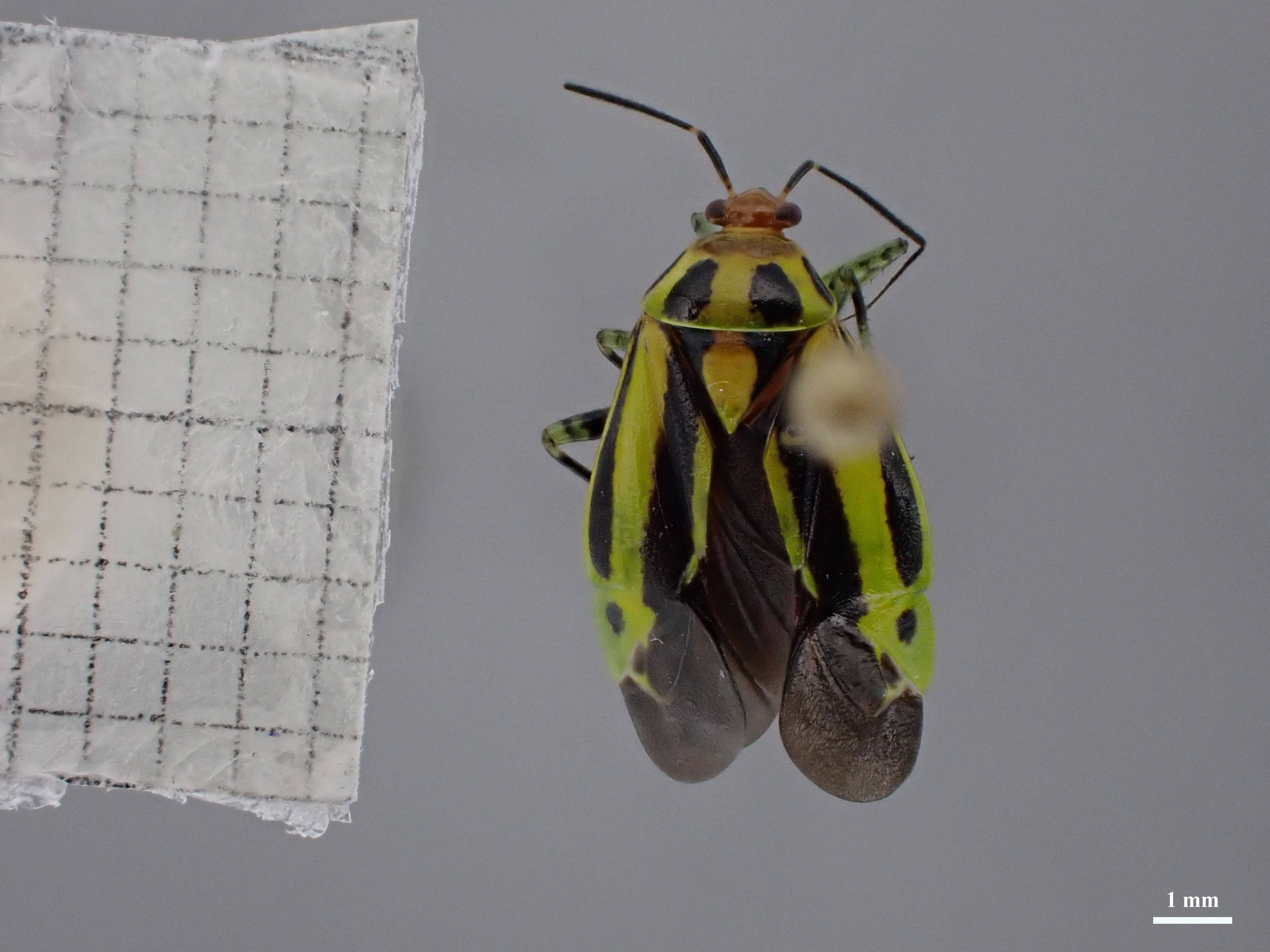 Poecilocapsus lineatus thumbnail
