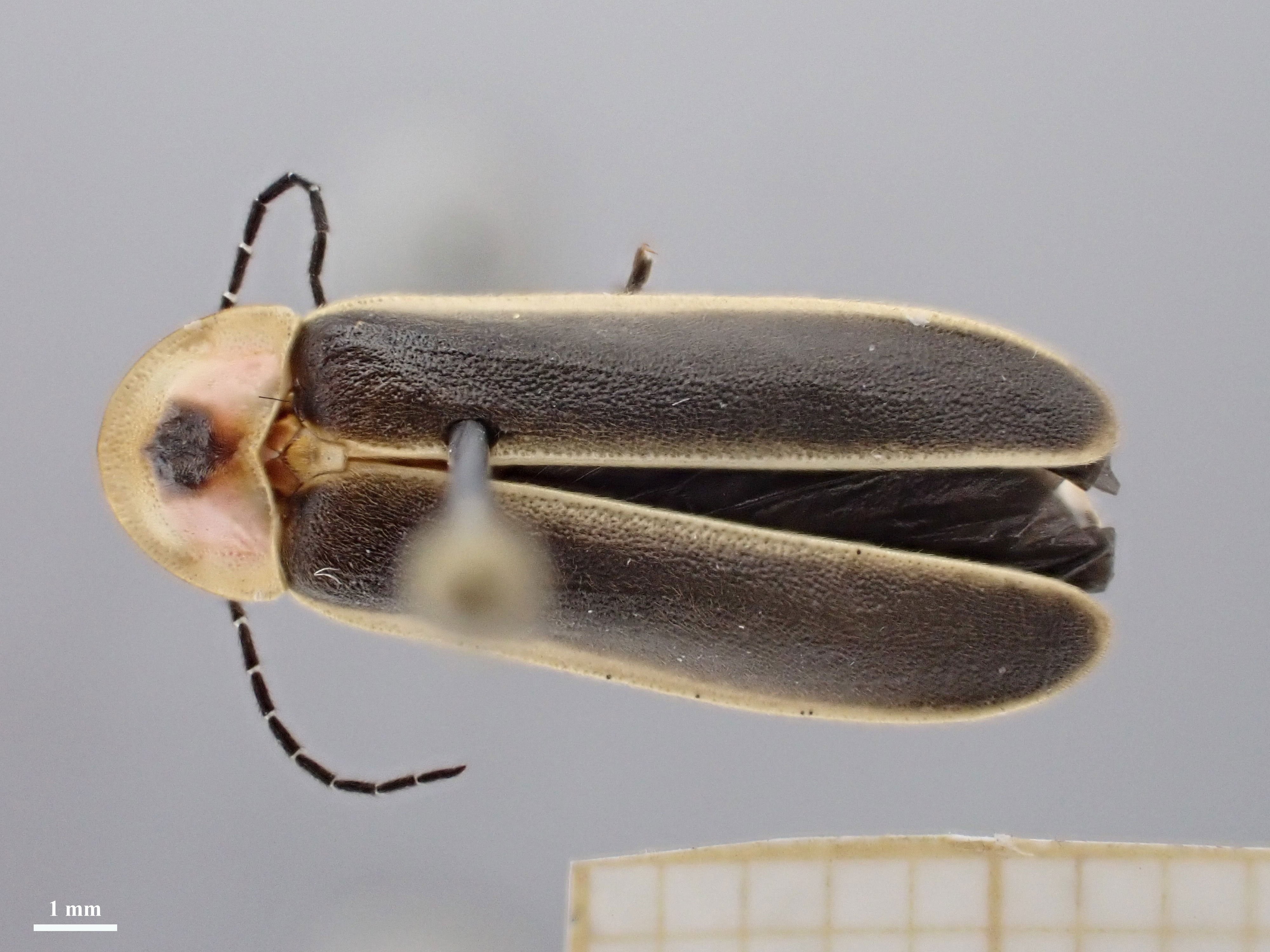 Photinus