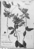 Prestonia parvifolia image
