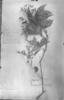 Forsteronia pilosa image