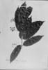Forsteronia benthamiana image