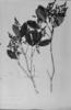 Forsteronia refracta image