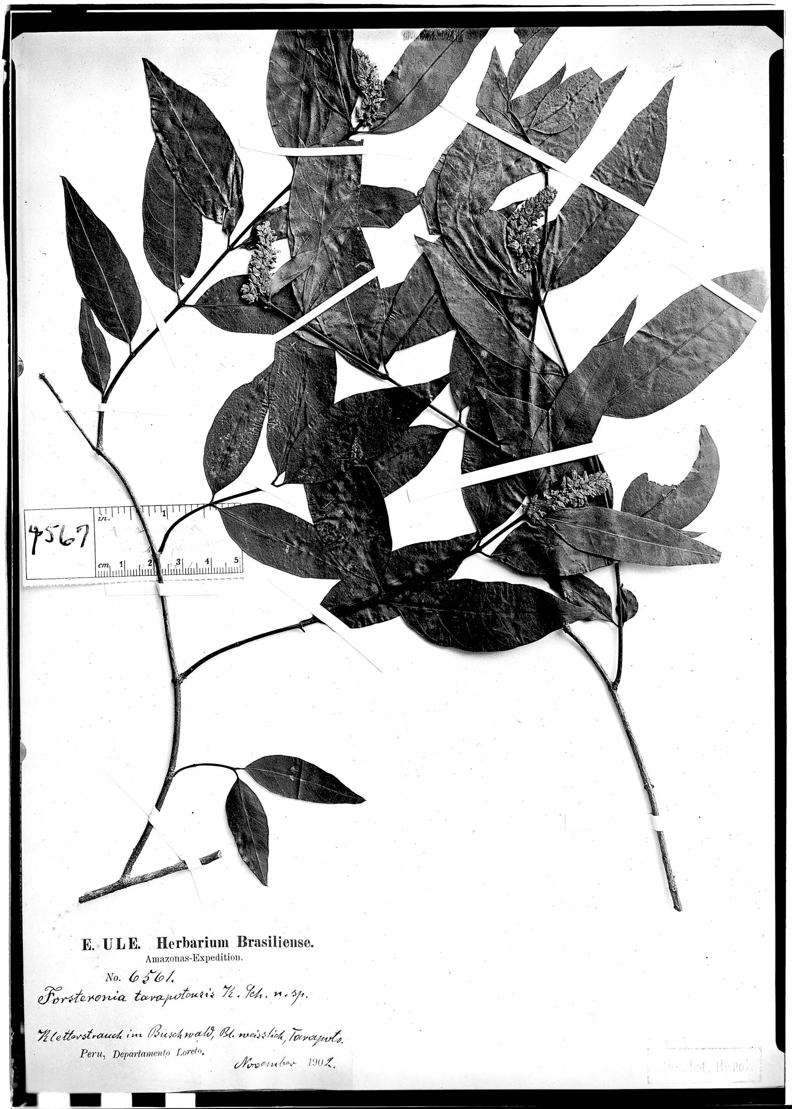 Forsteronia tarapotensis image