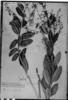 Agarista coriifolia image