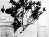Gaylussacia angustifolia image