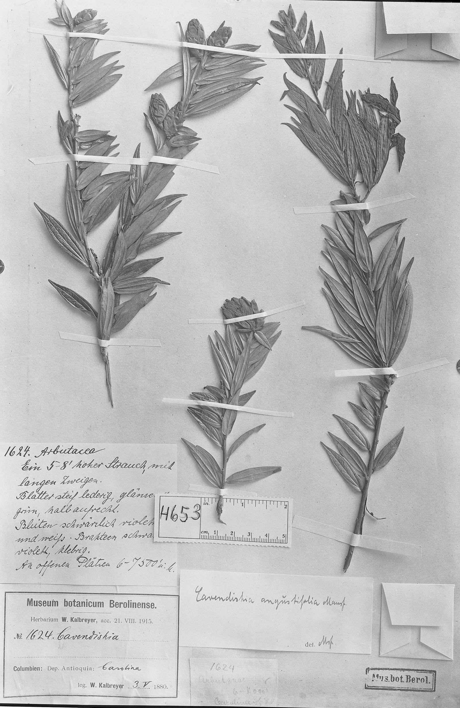 Cavendishia angustifolia image